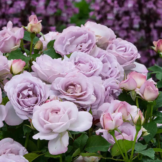Guernys Roses Silver Lining™ Rose – Gurneys
