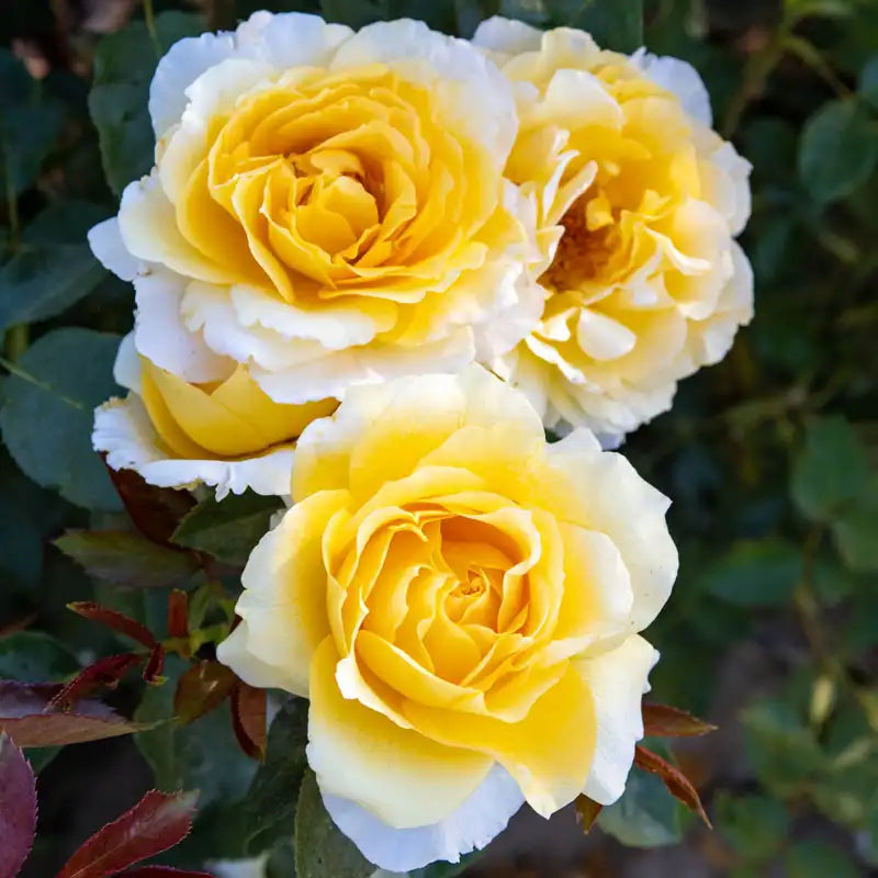 Guernys Roses Quest For Zest Grandiflora Rose | Gurney's Seed & Nursery
