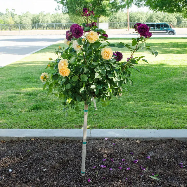 Ebb Tide™ Floribunda Rose