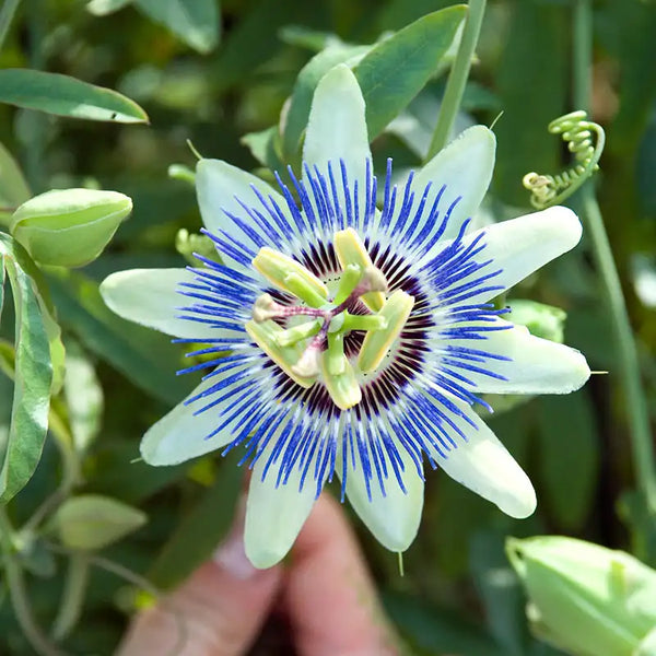 passion flower indoor plant Passion Flower