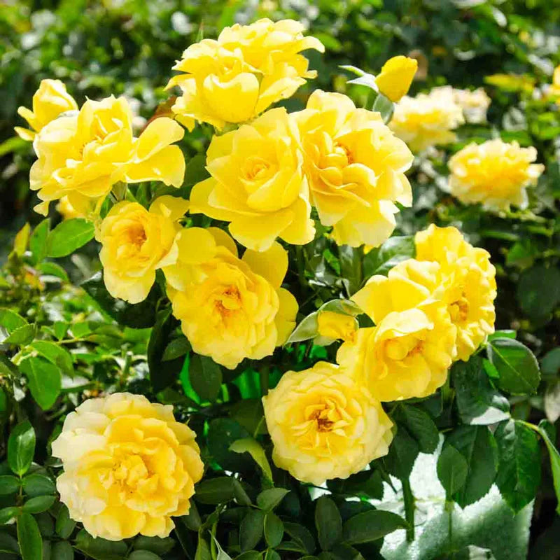 Guernys Roses Sparkle & Shine Floribunda Rose – Gurney's Seed & Nursery Co.