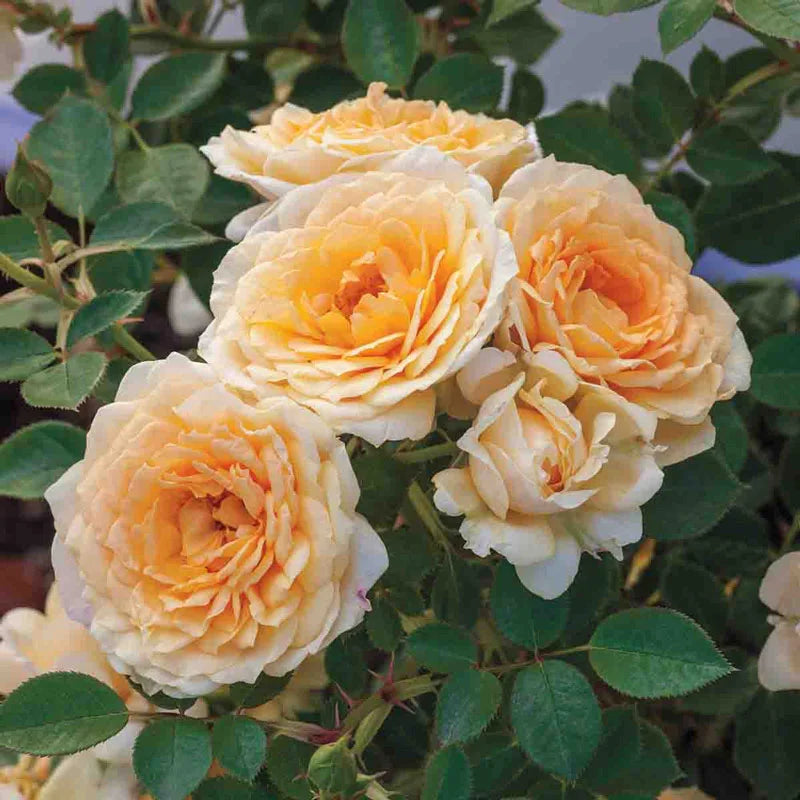 Guernys Roses Edith Darling™ Shrub Rose – Gurney's Seed & Nursery Co.