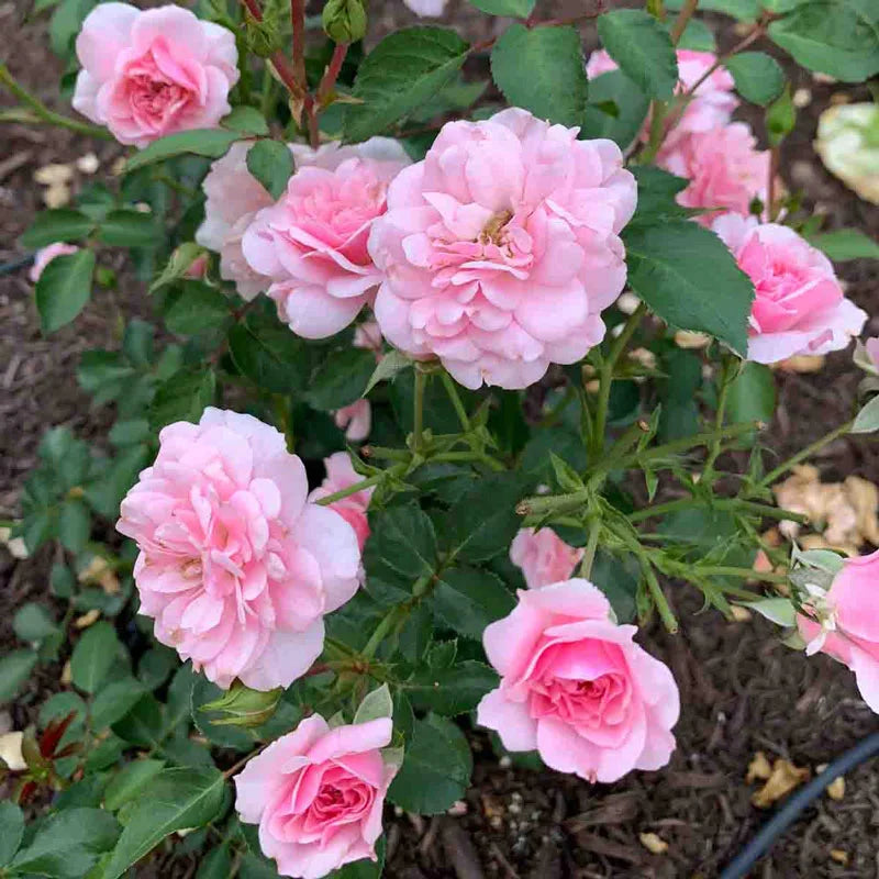 Guernys Roses Bonica® Shrub Rose – Gurney's Seed & Nursery Co.