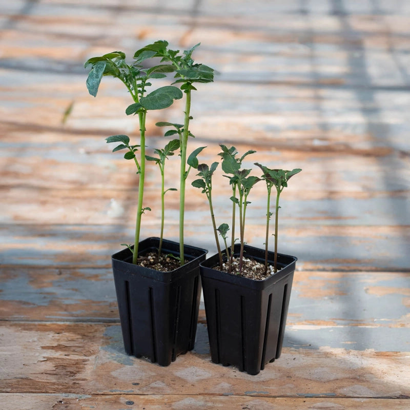 tree planting fertilizer tablets Roots Alive! Fertilizer Tablets