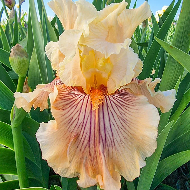 iris plant fertilizer Escape From Boredom Bearded Iris – Gurney's Seed & Nursery Co