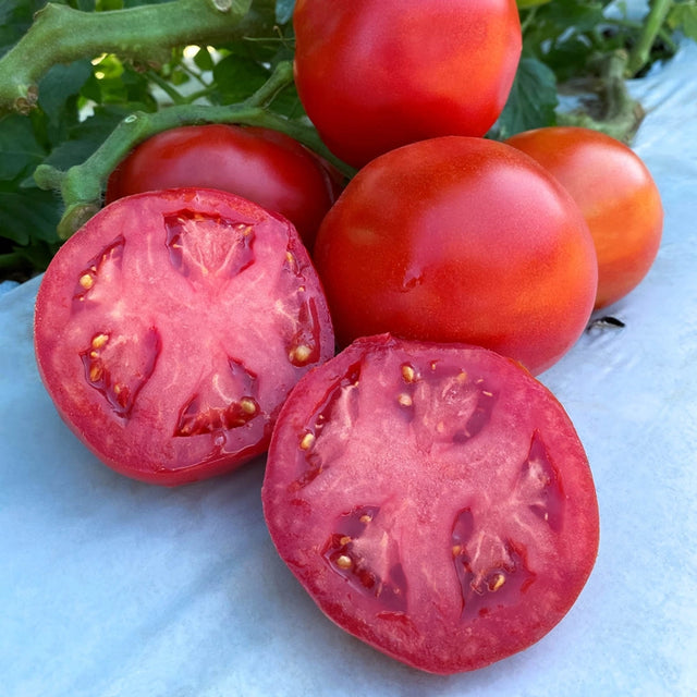 RuBee Dawn Hybrid Tomato