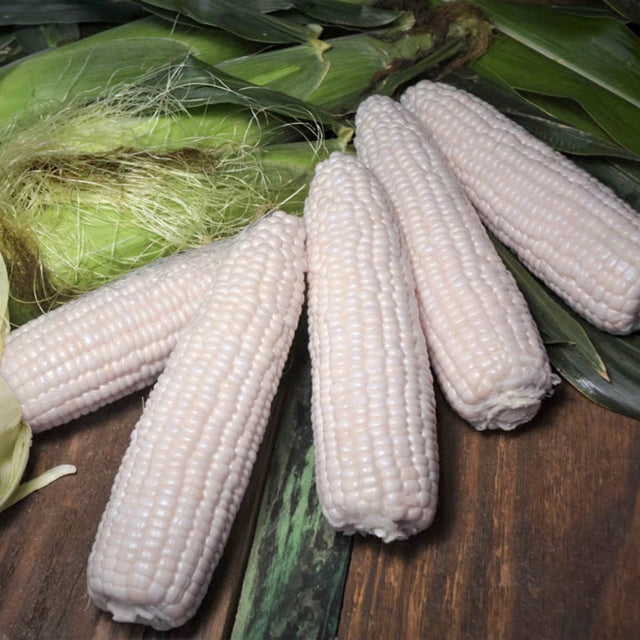 Magnolia Sweet Corn (sh2)