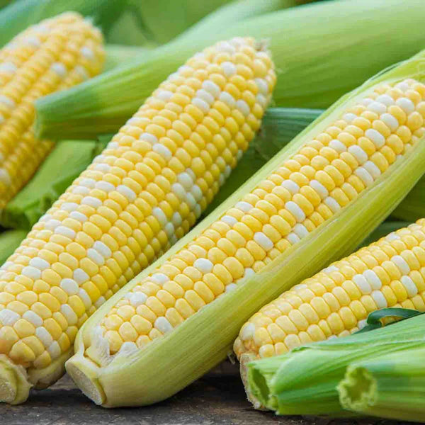 sweet corn pre emergent herbicide Fourth Of July Sweet Corn Seed (Sh2) - Pkt Of Approx. 200 Seeds | Zea mays '4th Of July'