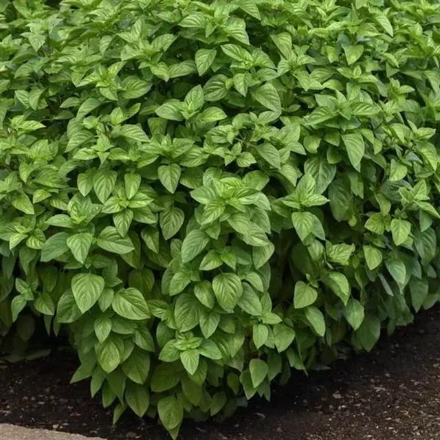 Herb Everleaf Lemon Basil