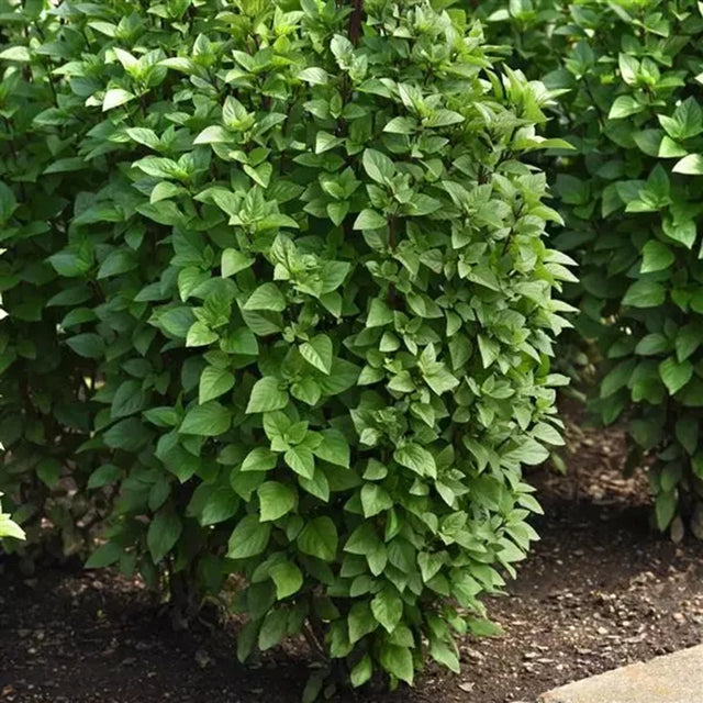 Herb Everleaf Thai Basil