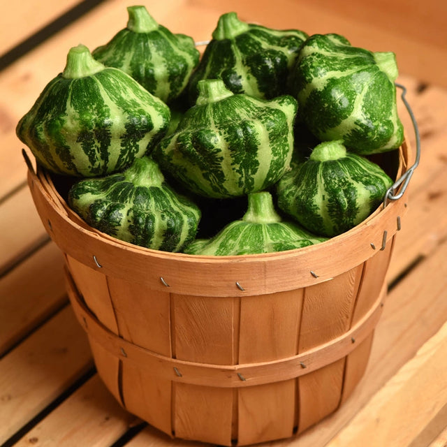 Squash Green Lightning