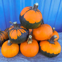 Batwing Pumpkin – Gurney's Seed & Nursery Co.