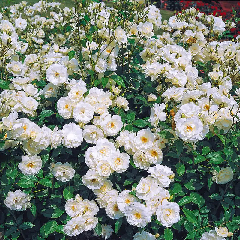 Guernys Roses Climbing Iceberg Rose | Gurney's Seed & Nursery Co. – Gurneys