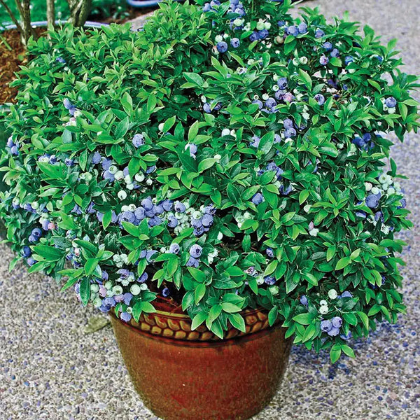 can i plant a blueberry bush in a pot Dwarf TopHat Lowbush Blueberry Plant