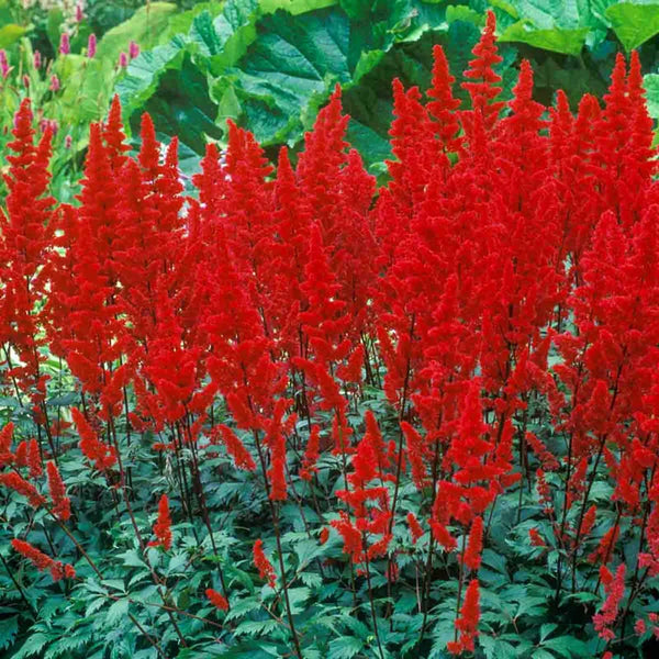 fertilizer for astilbe plants Red Fanal Astilbe - Jumbo
