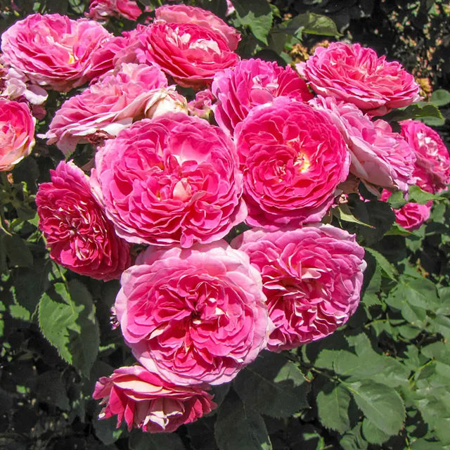 Guernys Roses Fashion Forward™ Floribunda Rose – Gurneys