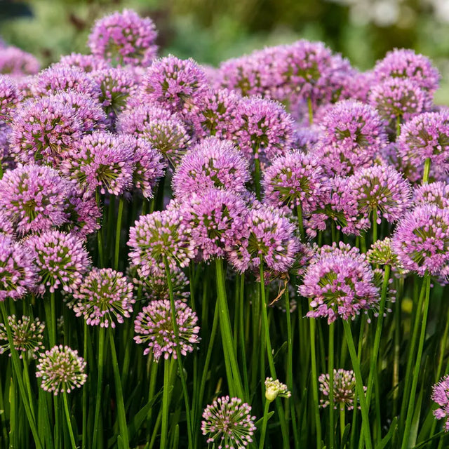 Millenium allium