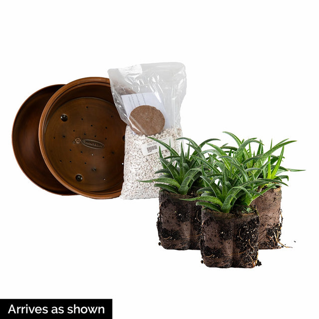 Firebird Aloe Tabletop Planter Kit