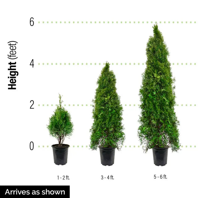 Green Giant Arborvitae