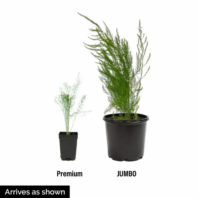 Spartacus Hybrid Asparagus Plant