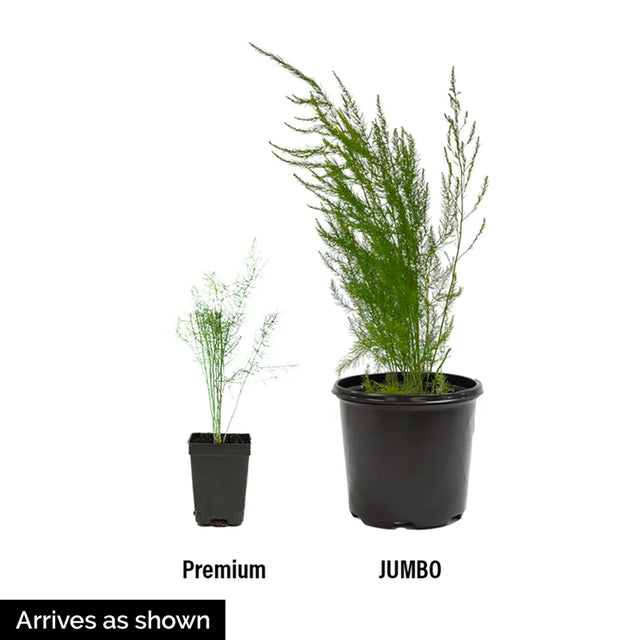 Jersey Knight Hybrid Asparagus Plant