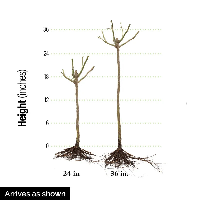 rose seed to flower time Time After Time Rose | Buy Online