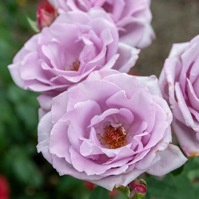 Blue Girl Hybrid Tea Rose Plant