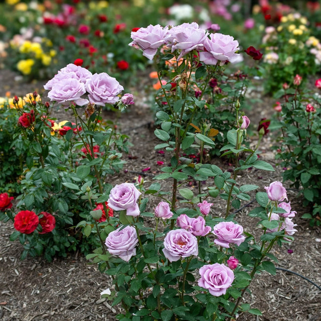 Blue Girl Hybrid Tea Rose Plant