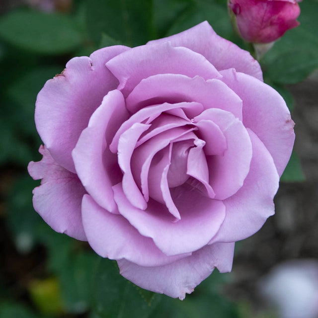 Blue Girl Hybrid Tea Rose Plant