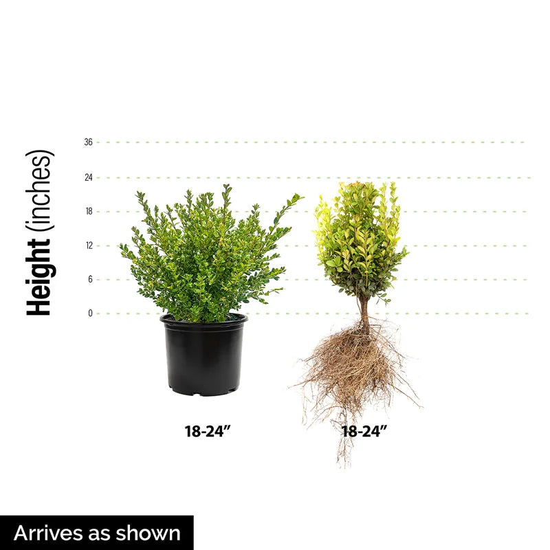 boxwood plant seeds Boxwood Green Mountain Hedge - 5 Plants | Buxus x 'Green Mountain' | Zone 4-9 | 24 - 36 inches | Full Sun