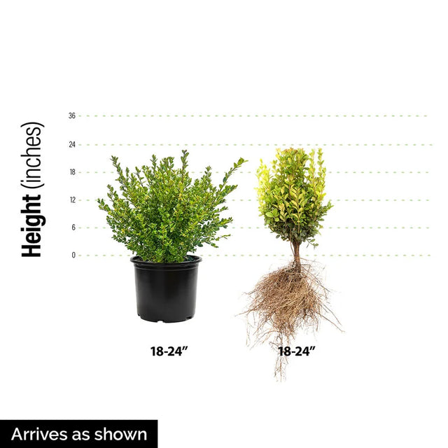 Green Mountain Boxwood Hedge