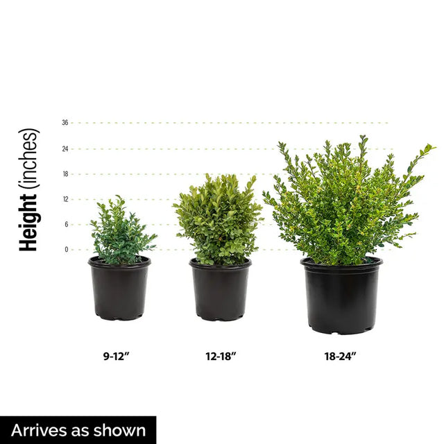 Emerald Green Arborvitae Hedge