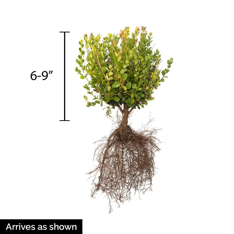 boxwood plant seeds Shop Winter Gem Boxwood Bundle