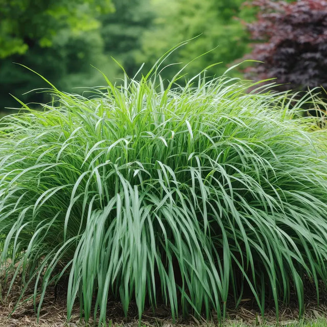 Pennsylvania Sedge