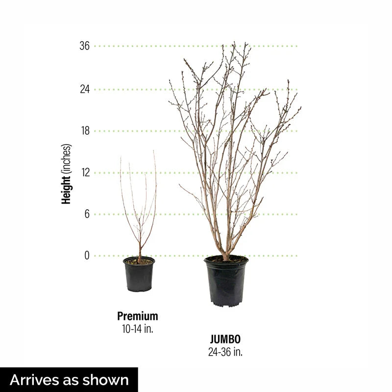 cherry plant from seed Juliet™ Cherry Bush
