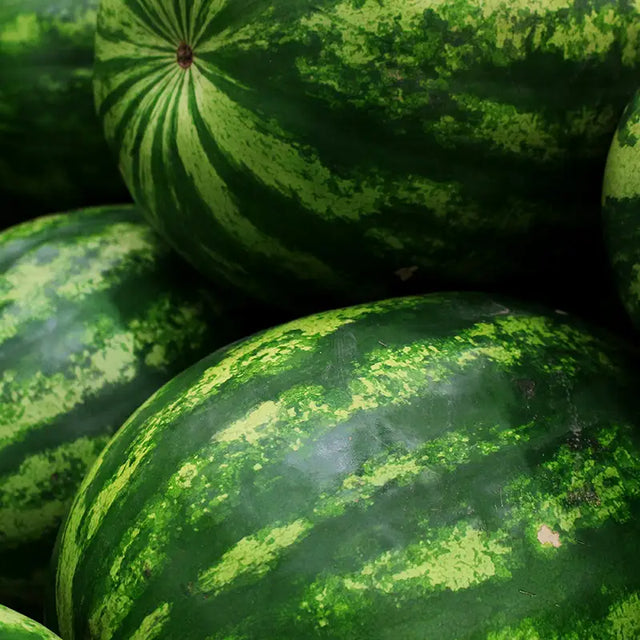 Fascination Watermelon