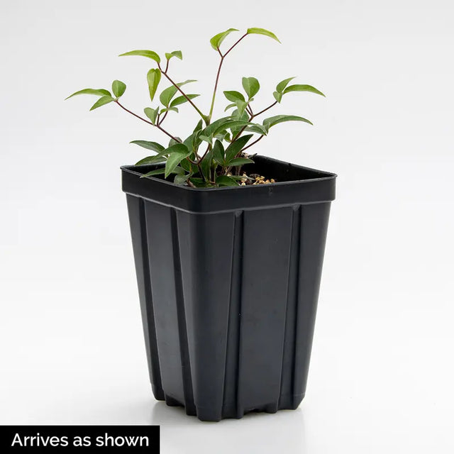 Piilu Clematis Plant