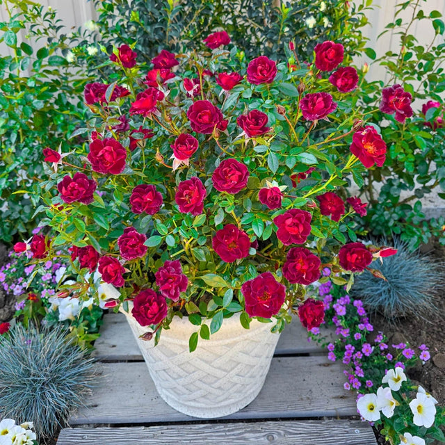 Coffee Bean™ Miniature Rose