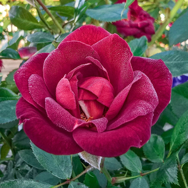 Coffee Bean™ Miniature Rose