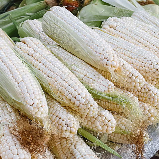 Magnolia Sweet Corn (sh2)