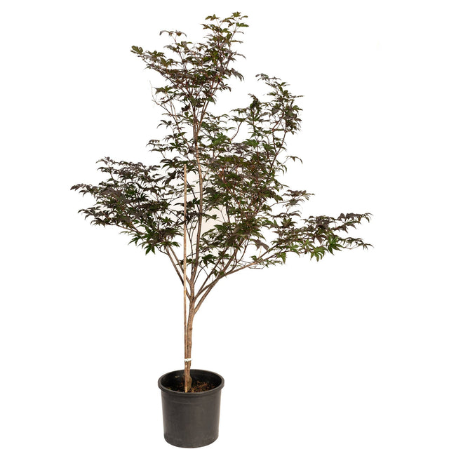 Bloodgood Japanese Maple