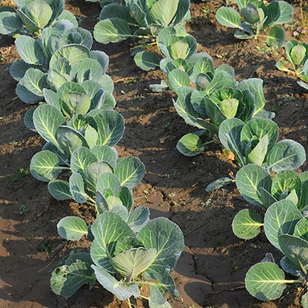 Episode 11: Cabbage Worms, Puny Cauliflower and Must-Know Tips for Fall Gardening