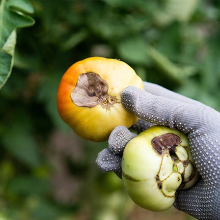 Episode 12: How To Protect Bulbs from Squirrels & Prevent Blossom End Rot