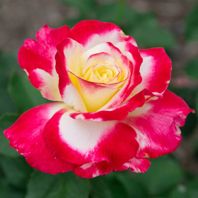 Double Delight Hybrid Tea Rose