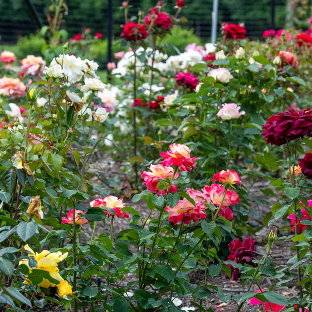 Double Delight Hybrid Tea Rose