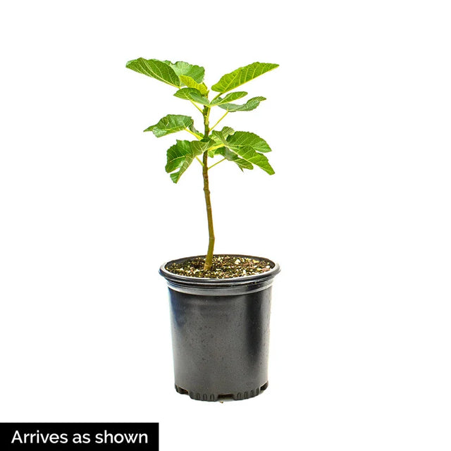 Italian Everbearing Fig