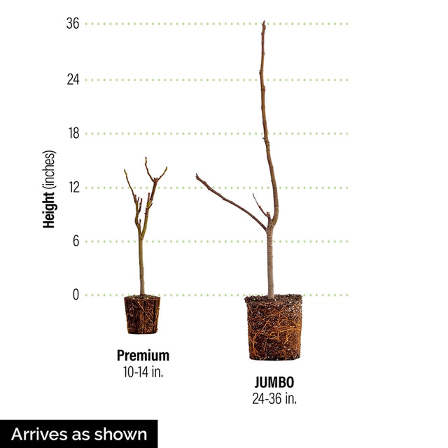 Fantasia™ Fig Tree