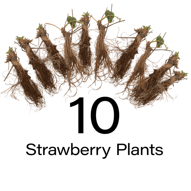 Albion Everbearing Strawberry Plant