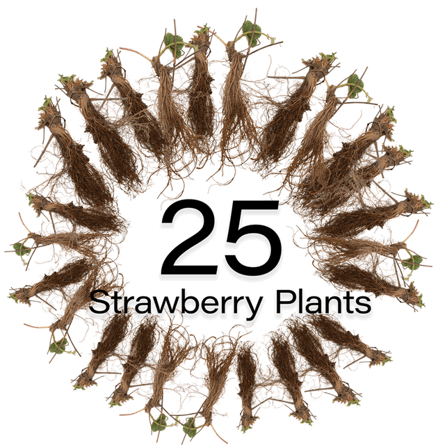 Eversweet Everbearing Strawberry Plant