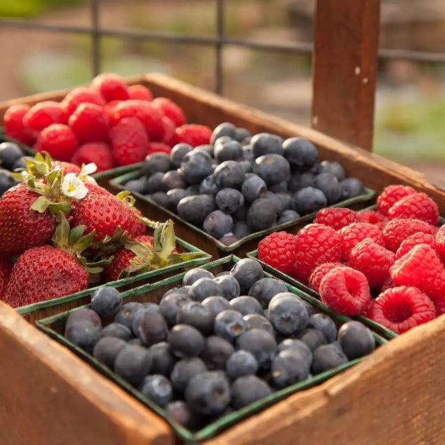 How to Plant and Care for Fruits Gurney's Seed & Nursery Co.